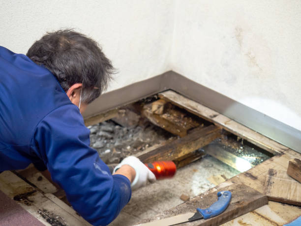 Best Mold Removal Company Near Me  in Whitmore Lake, MI