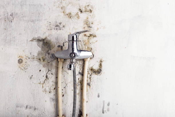 Best Water Damage Restoration  in Whitmore Lake, MI
