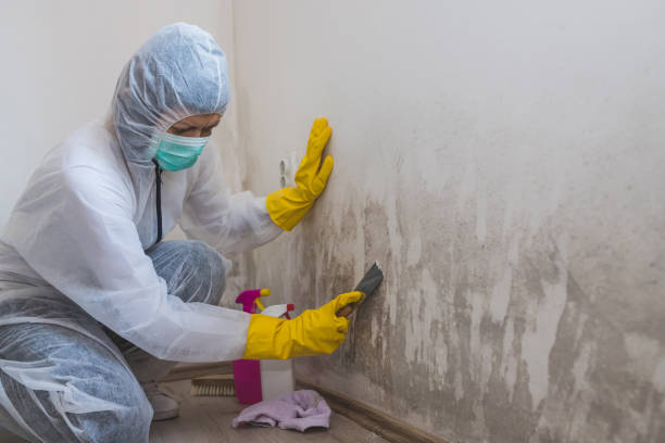 Crawl Space Mold Removal in Whitmore Lake, MI