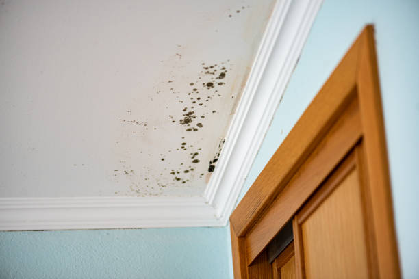 Certified Mold Removal in Whitmore Lake, MI