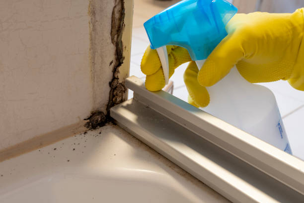 Trusted Whitmore Lake, MI Mold Removal Experts