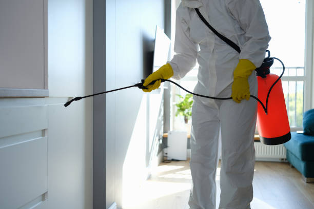 Best Best Mold Removal Companies  in Whitmore Lake, MI