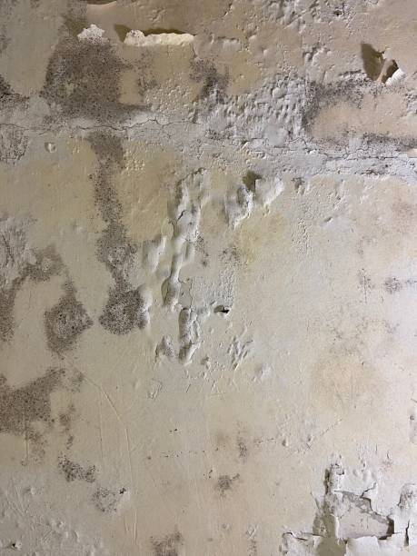 Mold Removal Process in Whitmore Lake, MI