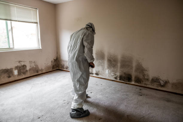 Professional Mold Removal in Whitmore Lake, MI