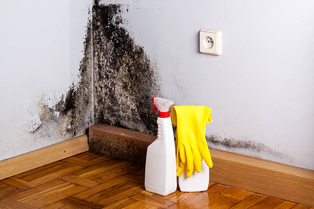 Best Emergency Mold Removal  in Whitmore Lake, MI