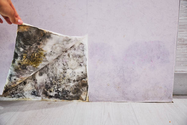 Best Commercial Mold Removal  in Whitmore Lake, MI
